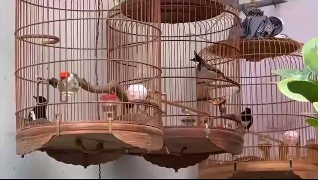 Chim chào mào trống mùa 4. Mua bán Chim tại Quận 12 Tp Hồ Chí Minh được đăng bởi Nguyên hình 1