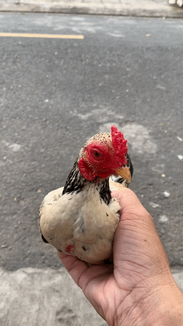 Gà chọi trống màu Đen, trắng, đỏ. Mua bán Gà tại Thành phố Thủ Đức Tp Hồ Chí Minh được đăng bởi Quốc Bình hình 1