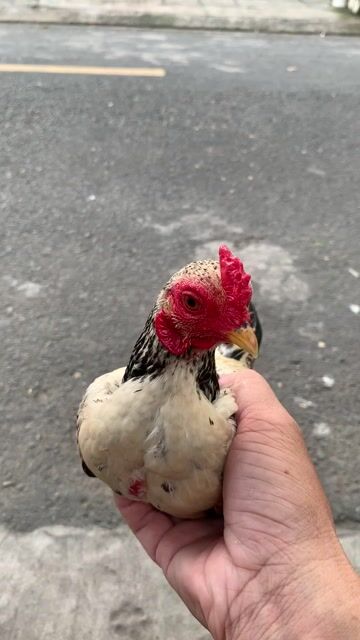 Gà chọi trống màu Đen, trắng, đỏ. Mua bán Gà tại Thành phố Thủ Đức Tp Hồ Chí Minh được đăng bởi Quốc Bình hình 1