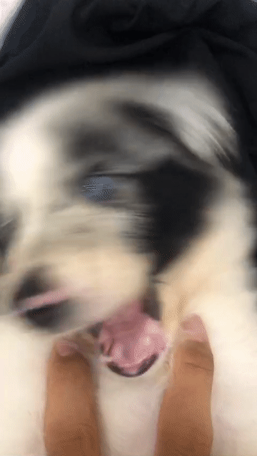 Chó Border Collie Merler Mắt 2 Màu. Mua bán Chó tại Quận 7 Tp Hồ Chí Minh được đăng bởi Tín Nguyễn hình 1