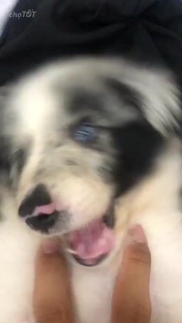Chó Border Collie Merler Mắt 2 Màu. Mua bán Chó tại Quận 7 Tp Hồ Chí Minh được đăng bởi Tín Nguyễn hình 1