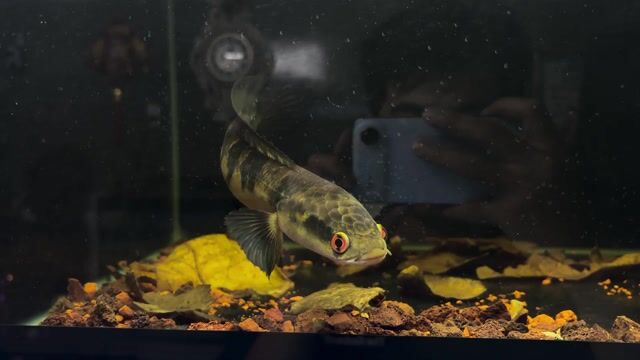 Cá Lóc Red Barito 30cm Nhiều viền vảy. Mua bán Thú cưng khác tại Quận 4 Tp Hồ Chí Minh được đăng bởi Chí Tâm hình 1