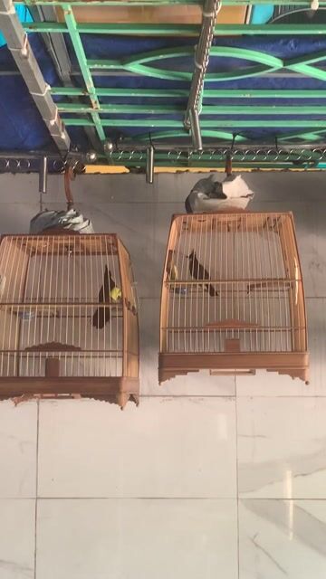 Chim chào mào lông mới mùa 3. Mua bán Chim tại Quận Tân Phú Tp Hồ Chí Minh được đăng bởi Góc giao lưu hình 1