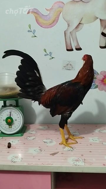 mẻ Asll mỹ 6t 1k250 chẳng chơi 1k4-5 . Mua bán Gà tại Huyện Hóc Môn Tp Hồ Chí Minh được đăng bởi hai gà lông gà tre  hình 1