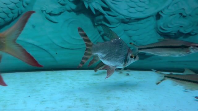 Cá cảnh Cá phi phụng 15cm. Mua bán Thú cưng khác tại Quận 8 Tp Hồ Chí Minh được đăng bởi Cường hình 1