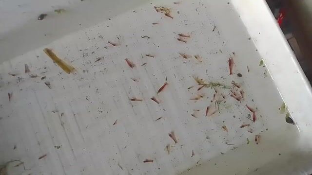 Tép cảnh loạn màu lớn nhỏ. Mua bán Thú cưng khác tại Quận 12 Tp Hồ Chí Minh được đăng bởi Nam hình 1