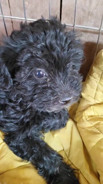 Chó Poodle 2 tháng Đen. Mua bán Chó tại Huyện Khoái Châu Hưng Yên được đăng bởi Nguyen Hoang Anh hình 1