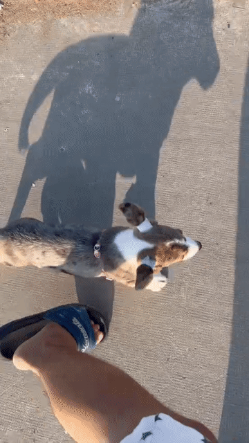Chó Corgi. Mua bán Chó tại Quận Cái Răng Cần Thơ được đăng bởi Lê Hoàng Quốc Bảo hình 1