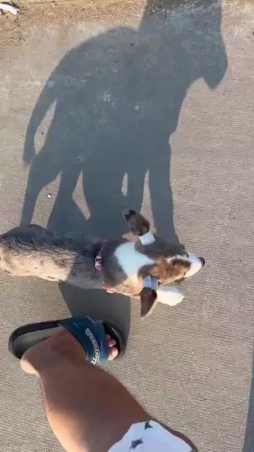 Chó Corgi màu hiếm. Mua bán Chó tại Quận Cái Răng Cần Thơ được đăng bởi Lê Hoàng Quốc Bảo hình 1