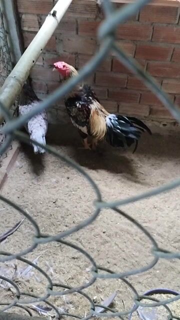 1 cặp trống mái  . trống có móng cánh. Mua bán Gà tại Huyện Châu Thành Sóc Trăng được đăng bởi Huu Hung Dinh hình 1