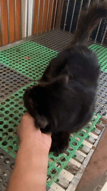 Mèo Maine Coon đực Nâu đen To lớn. Mua bán Mèo tại Quận 8 Tp Hồ Chí Minh được đăng bởi Tony Minh hình 1