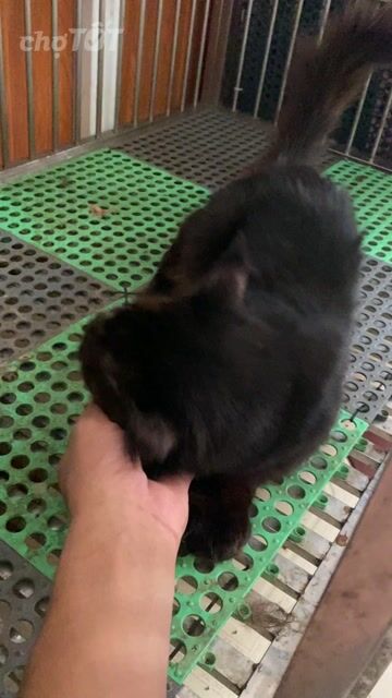 Mèo Maine Coon đực Nâu đen To lớn. Mua bán Mèo tại Quận 8 Tp Hồ Chí Minh được đăng bởi Tony Minh hình 1