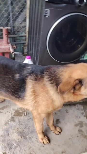 Chó Béc-giê đực 11 tháng. Mua bán Chó tại Huyện Đông Sơn Thanh Hóa được đăng bởi Tuan lâm hình 1