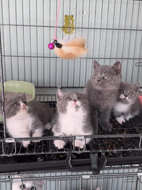 Mèo Munchkin. Mua bán Mèo tại Thành phố Thủ Đức Tp Hồ Chí Minh được đăng bởi Viet Meow 233a Dương Đình Hội Q9 hình 1