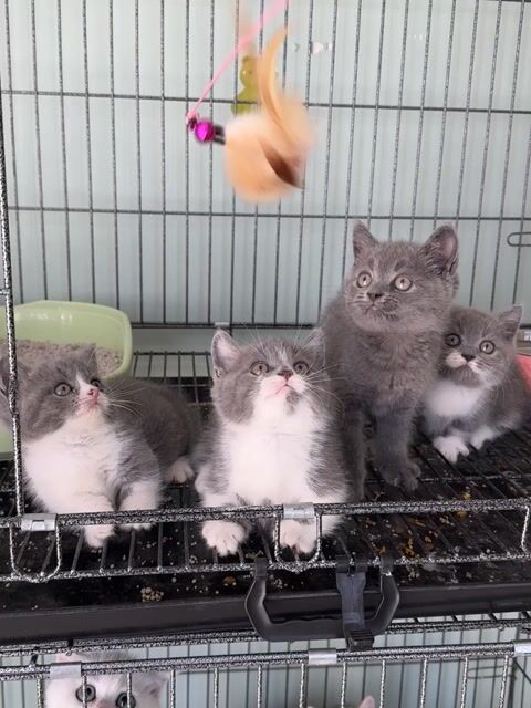 Mèo Munchkin. Mua bán Mèo tại Thành phố Thủ Đức Tp Hồ Chí Minh được đăng bởi Viet Meow 233a Dương Đình Hội Q9 hình 1