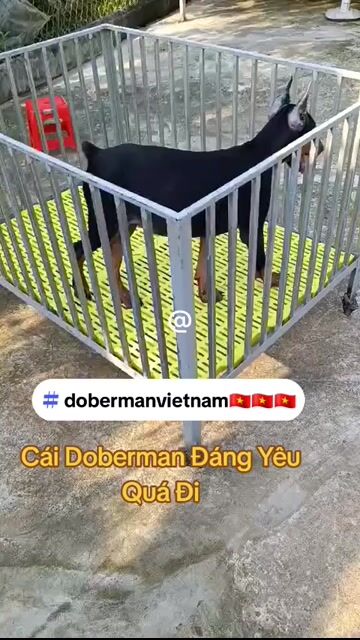 DOBERMAN CÁI ĐẸP. Mua bán Chó tại Huyện Bình Chánh Tp Hồ Chí Minh được đăng bởi Anh Thới hình 1