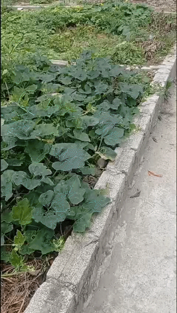 Mua bán Đất Huyện Phú Xuyên Hà Nội diện tích 50 m² giá 2,55 tỷ