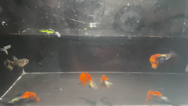 Cá Guppy Dumbo Khỏe mạnh 16k/4 cá. Mua bán Thú cưng khác tại Thành phố Thủ Đức Tp Hồ Chí Minh được đăng bởi Lê Đào Anh Vũ hình 1
