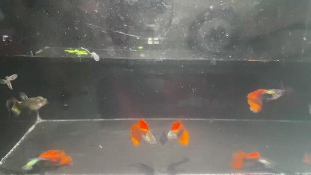 Cá Guppy Dumbo Khỏe mạnh 16k/4 cá. Mua bán Thú cưng khác tại Thành phố Thủ Đức Tp Hồ Chí Minh được đăng bởi Lê Đào Anh Vũ hình 1