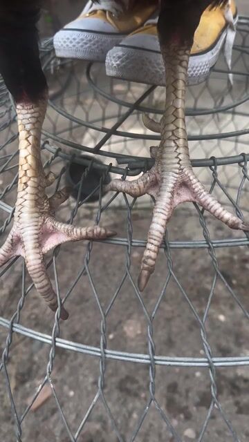 Gà chọi Peru Thái Trống Đen đỏ. Mua bán Gà tại Quận 12 Tp Hồ Chí Minh được đăng bởi trung hình 1