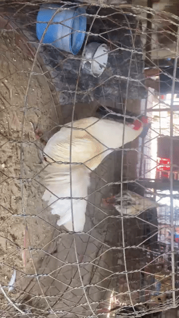 Gà cảnh Trắng Khỏe mạnh. Mua bán Gà tại Huyện Cầu Ngang Trà Vinh được đăng bởi Tân Duy hình 1