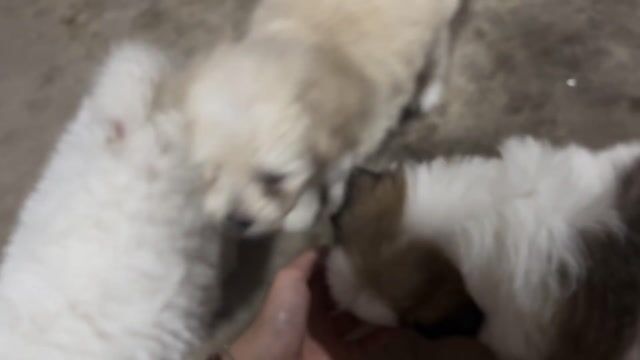 Cún phóc sóc lai. Mua bán Chó tại Thành phố Thủ Đức Tp Hồ Chí Minh được đăng bởi Kim Thư Lê hình 1