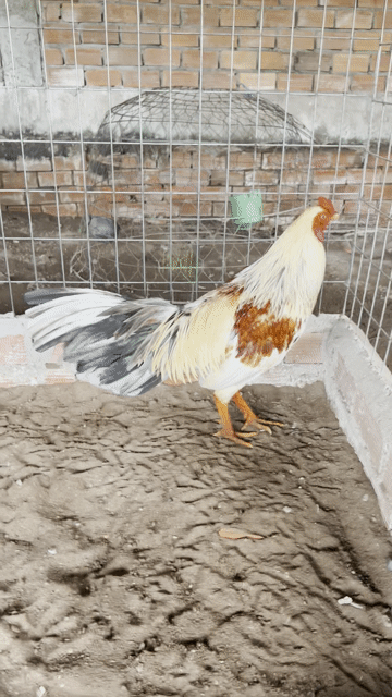 chuối tơ 2ky6 lông mới tay tôt. Mua bán Gà tại Thành phố Sa Đéc Đồng Tháp được đăng bởi Trại gà TH hình 1