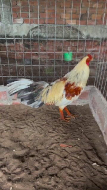 chuối tơ 2ky6 lông mới tay tôt. Mua bán Gà tại Thành phố Sa Đéc Đồng Tháp được đăng bởi Trại gà TH hình 1