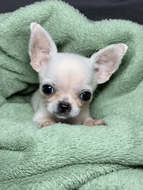 Chihuahua Trắng Đã tiêm 7in1 có giấy tờ. Mua bán Chó tại Huyện Cư Jút Đắk Nông được đăng bởi Chaien Pet Shop hình 1