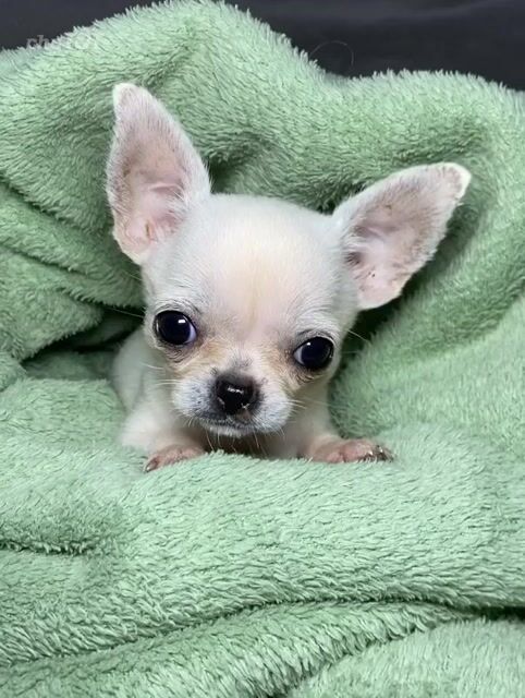 Chihuahua Trắng Đã tiêm 7in1 có giấy tờ. Mua bán Chó tại Huyện Cư Jút Đắk Nông được đăng bởi Chaien Pet Shop hình 1