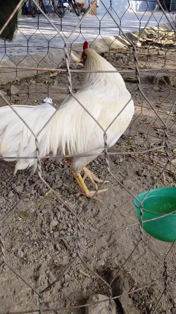 khoai lan. Mua bán Gà tại Huyện Mỹ Xuyên Sóc Trăng được đăng bởi Tỷ sóc trăng hình 1