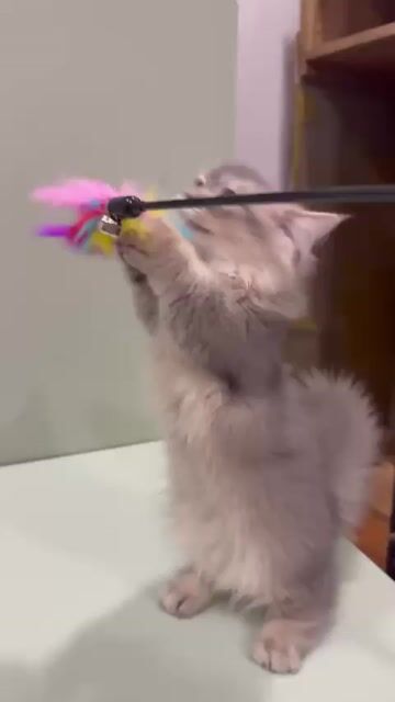 Mèo Blue Ticked chân ngắn cái 4 tháng đã tiêm. Mua bán Mèo tại Quận 8 Tp Hồ Chí Minh được đăng bởi Lazycat Room hình 1