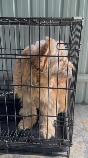 Chó màu Nâu. Mua bán Chó tại Quận Cẩm Lệ Đà Nẵng được đăng bởi Sen Trần hình 1