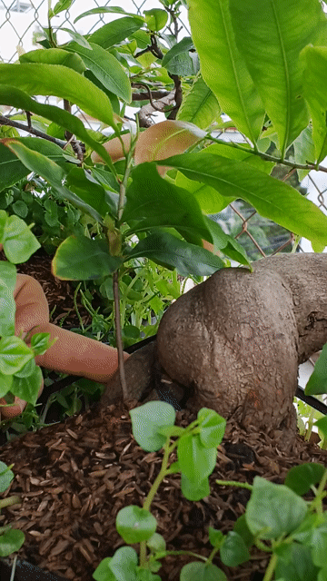 chậu mai vàng. Mua bán Cây cảnh, đồ trang trí tại Quận Gò Vấp Tp Hồ Chí Minh được đăng bởi trinh thai hình 1