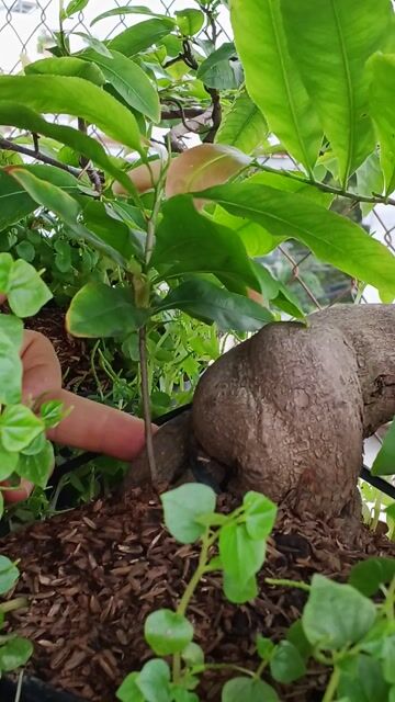 chậu mai vàng. Mua bán Cây cảnh, đồ trang trí tại Quận Gò Vấp Tp Hồ Chí Minh được đăng bởi trinh thai hình 1