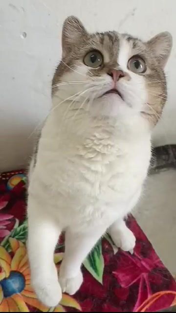 Bé đực tam thể 12 tháng mập ú đáng yêu. Mua bán Mèo tại Quận Hai Bà Trưng Hà Nội được đăng bởi Ngọc  hình 1