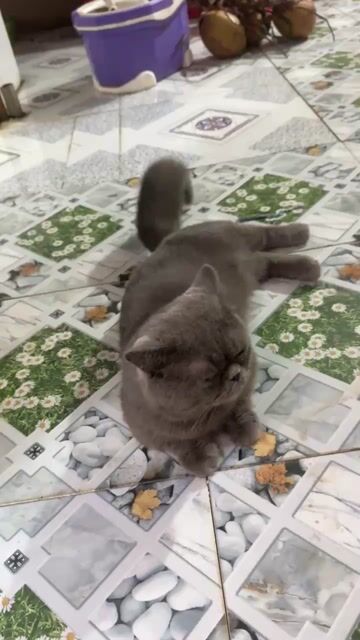 Cho Mèo Anh Lông Ngắn. Mua bán Mèo tại Huyện Đồng Phú Bình Phước được đăng bởi Tran Luc hình 1
