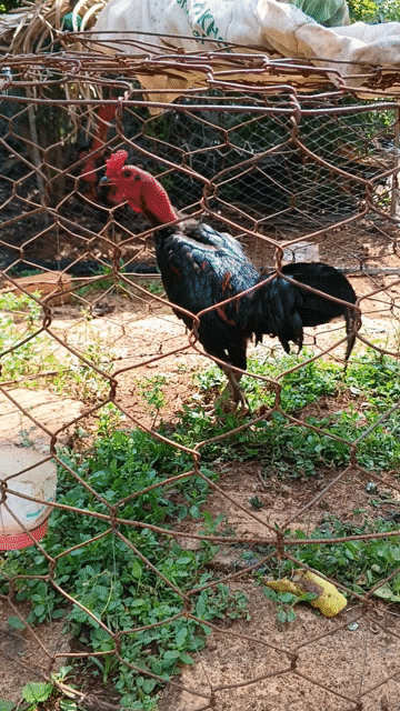Gà tre lai chọi 1,8kg. Mua bán Gà tại Thành phố Buôn Ma Thuột Đắk Lắk được đăng bởi Toàn Bùi Thanh hình 1