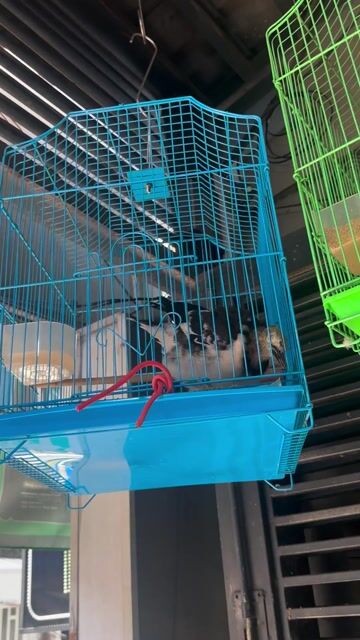 Chim Cà Cưỡng 6 tháng biết nói. Mua bán Chim tại Quận 7 Tp Hồ Chí Minh được đăng bởi Thoại Trần Xuân hình 1
