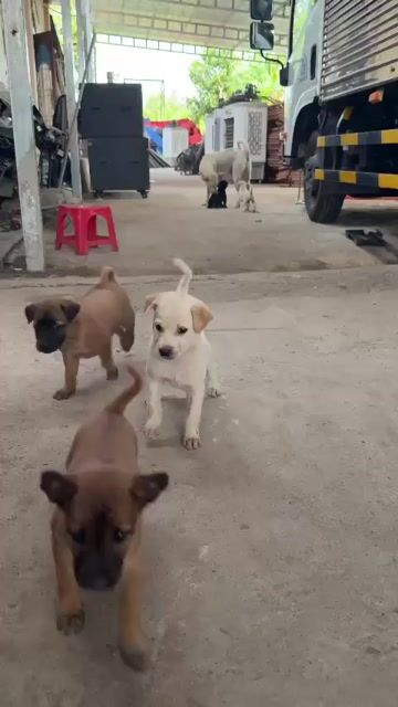 Chó Phú Quốc lai rất khôn. Mua bán Chó tại Thị xã Bến Cát Bình Dương được đăng bởi Ms Dung hình 1