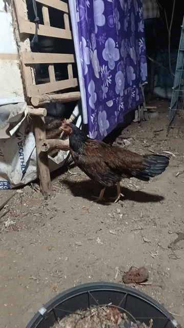 Gà mái nòi Cái 2.4kg. Mua bán Gà tại Quận 7 Tp Hồ Chí Minh được đăng bởi nguyễn văn kiệt hình 1