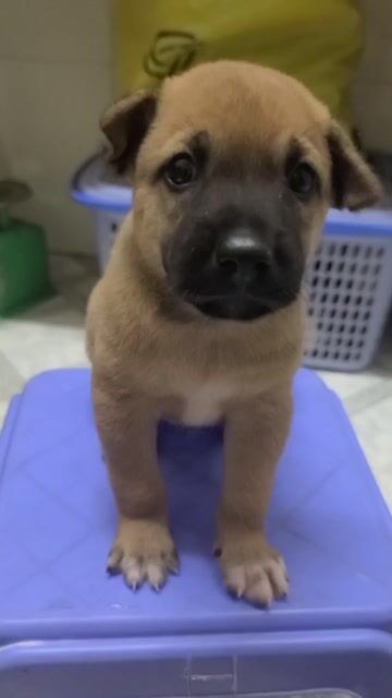 chó cỏ Đen trắng, . Mua bán Chó tại Quận 1 Tp Hồ Chí Minh được đăng bởi Lê Thị Mỹ Phương  hình 1