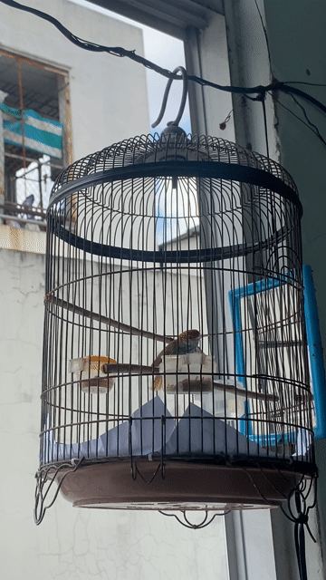 Sâu dừa trống. Mua bán Chim tại Quận Tân Phú Tp Hồ Chí Minh được đăng bởi Thái Hưng  hình 1