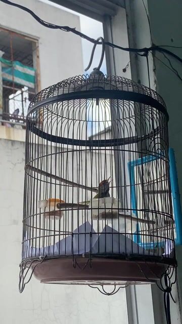 Sâu dừa trống. Mua bán Chim tại Quận Tân Phú Tp Hồ Chí Minh được đăng bởi Thái Hưng  hình 1
