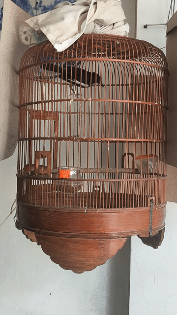 bộ Chim chích chòe than 3 mùa đang thay lông. Mua bán Chim tại Quận 12 Tp Hồ Chí Minh được đăng bởi Chung hình 1