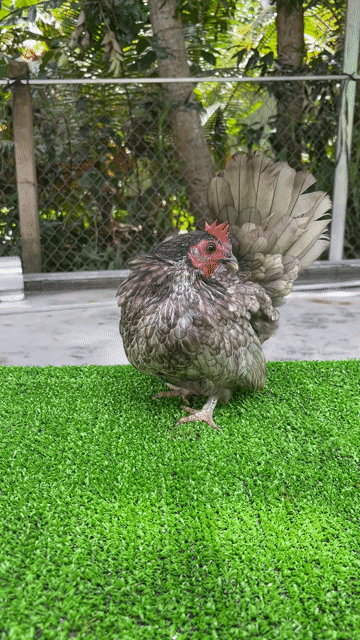 Gà kiểng Thái xám Hậu Giang. Mua bán Gà tại Quận Cái Răng Cần Thơ được đăng bởi Lê Văn Hoài hình 1
