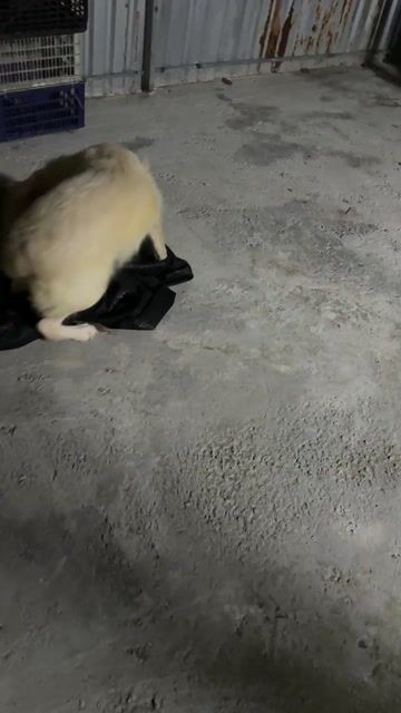 Chó Golden Retriever Bạch kim 7 tháng. Mua bán Chó tại Quận Bình Thạnh Tp Hồ Chí Minh được đăng bởi ViVi hình 1