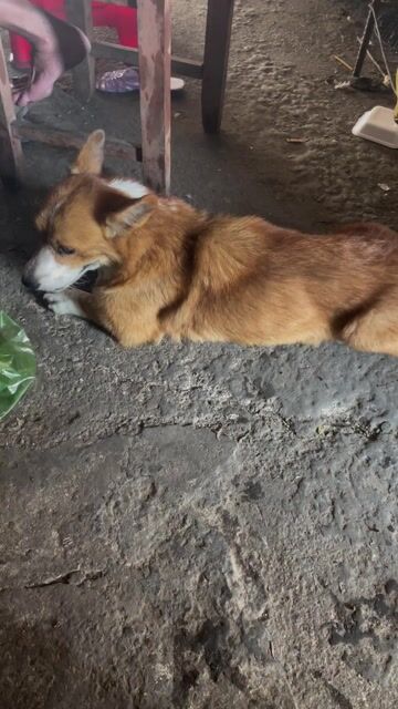 Chó Corgi cái nâu trắng đã phối. Mua bán Chó tại Huyện Tam Bình Vĩnh Long được đăng bởi Tran Truong hình 1