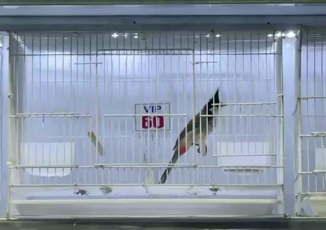 Chào Mào VIP. Mua bán Chim tại Quận Tân Bình Tp Hồ Chí Minh được đăng bởi Anh Hưng hình 1