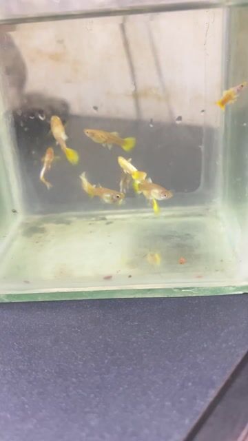 4 cặp Cá cảnh FullGold. Mua bán Thú cưng khác tại Thành phố Biên Hòa Đồng Nai được đăng bởi Nguyễn Nguyễn hình 1